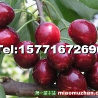 艷陽(yáng)