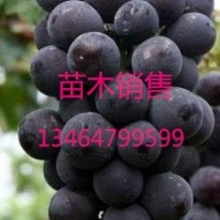 新疆葡萄苗