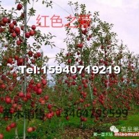 紅肉蘋果苗