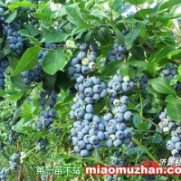 藍莓苗