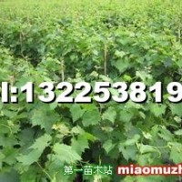 超級(jí)無(wú)核葡萄苗