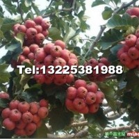 山楂苗，山楂苗批發(fā)，優(yōu)質(zhì)山楂苗