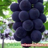 葡萄苗