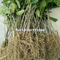 臺灣長果桑苗