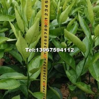 桔苗品種（明日見，阿思蜜）