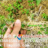 火棘小苗