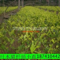 金葉水臘小苗