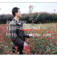 紅葉石楠小苗