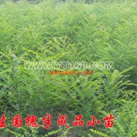 速生國槐苗