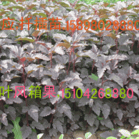 紫葉風(fēng)香果