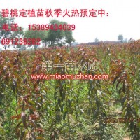 紅葉碧桃