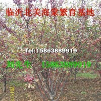 北美海棠苗