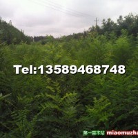 國槐苗