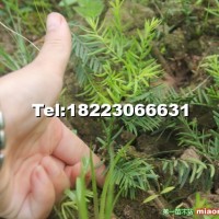 南方紅豆杉幼苗