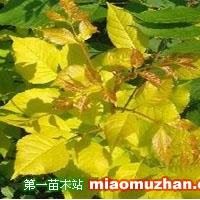 金葉白蠟