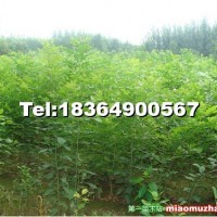 速生白蠟小苗