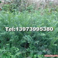 南方紅豆杉