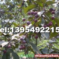櫻花