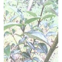 桂花苗