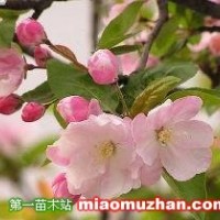 海棠