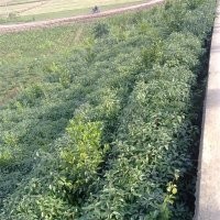 香樟苗
