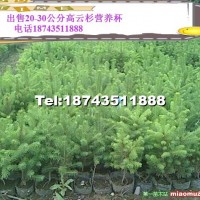 云杉營(yíng)養(yǎng)杯苗