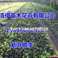紫葉稠李