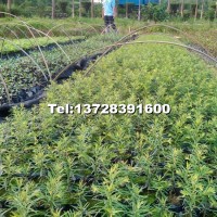 紅豆杉小苗