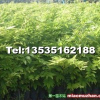 黃花梨樹苗