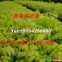 金葉復(fù)葉槭