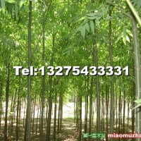 172速生柳