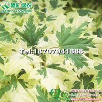 花葉挪威槭