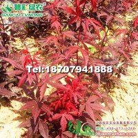 歐羅紅楓 三季紅