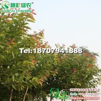 紅葉柳