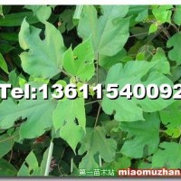 構(gòu)樹(shù)苗
