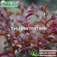 美國(guó)紅葉紅花紫薇