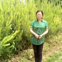 油松苗