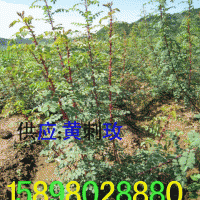 黃刺玫