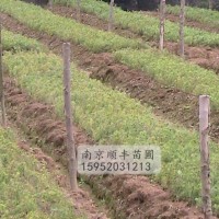雪松小苗