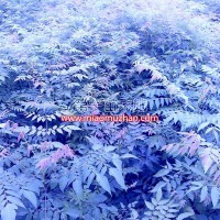 搖錢樹苗