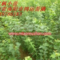 元寶楓