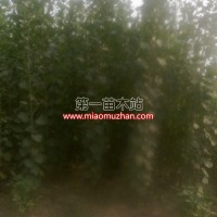 107速生楊