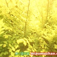 地接金葉榆