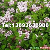 丁香