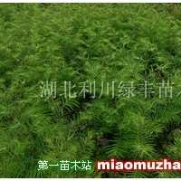 水杉苗