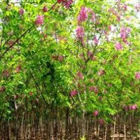 香花槐