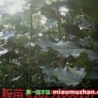 楊樹苗