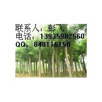 國槐苗