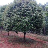 桂花樹