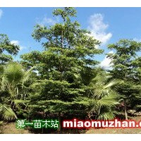 小葉欖仁